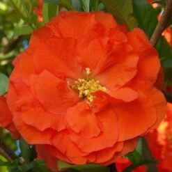 Double Take Orange™ Flowering Quince -Perennials Store 550 2092 popup