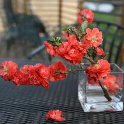 Double Take Orange™ Flowering Quince -Perennials Store 550 2093 popup sw