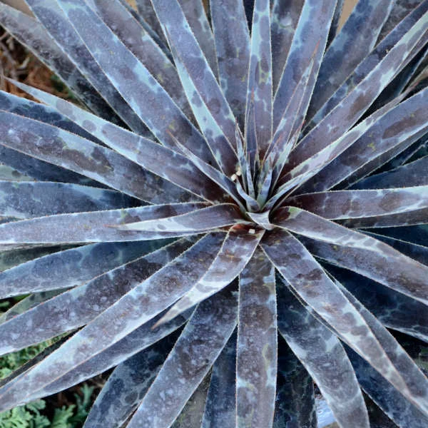 Mad About Mangave® 'Moonglow' Mangave 4 Mad About Mangave® 'Moonglow' Mangave - Image 2