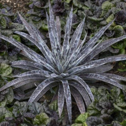 Mad About Mangave® 'Moonglow' Mangave 8 Mad About Mangave® 'Moonglow' Mangave -Perennials Store 554Mangave Moonglow 3