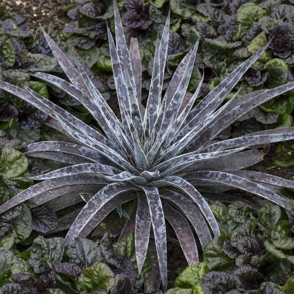 Mad About Mangave® 'Moonglow' Mangave 5 Mad About Mangave® 'Moonglow' Mangave - Image 3