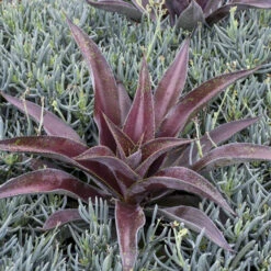 Mad About Mangave® 'Mission To Mars' Mangave -Perennials Store 555be7912669a4ed0316e84fab1e10c9