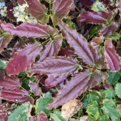 'Sandy Claws' Barrenwort -Perennials Store 558Epimediumwushanense SandyClaws 4