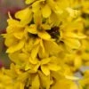 Show Off Starlet® Forsythia
