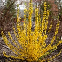 Show Off Starlet® Forsythia -Perennials Store 558 2138 popup