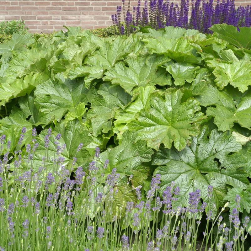 Umbrella Plant 3 Umbrella Plant