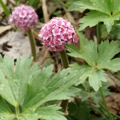 Umbrella Plant 8 Umbrella Plant -Perennials Store 563 Darmera peltata umbrella 3