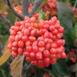 Tandoori Orange® Linden Viburnum -Perennials Store 565 2158 popup