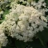 Tandoori Orange® Linden Viburnum 1 Tandoori Orange® Linden Viburnum -Perennials Store 565 2160 popup