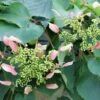 Rose Sensation™ False Hydrangea Vine -Perennials Store 566 2161 popup