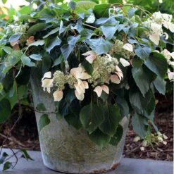 Rose Sensation™ False Hydrangea Vine -Perennials Store 566 2163 popup