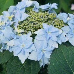 Tuff Stuff Ah-Ha® Mountain Hydrangea -Perennials Store 567 2164 popup