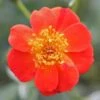 Oso Easy® Hot Paprika® Rose -Perennials Store 570 2181 popup