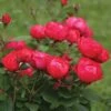 Oso Easy Double Red® Rose 1 Oso Easy Double Red® Rose -Perennials Store 571 2177 popup