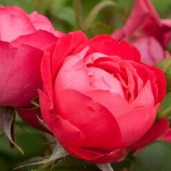 Oso Easy Double Red® Rose -Perennials Store 571 2178 popup