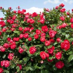 Oso Easy Double Red® Rose -Perennials Store 571 2179 popup