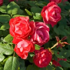 Oso Easy Double Red® Rose -Perennials Store 571 2180 popup