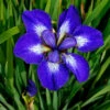 'I See Stars' Siberian Iris -Perennials Store 576 Iris i see stars 1