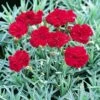 'Frosty Fire' Dianthus -Perennials Store 576 2221 popup sw