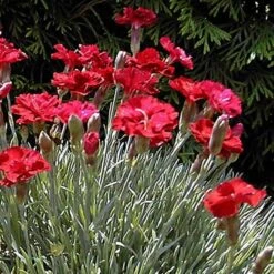 'Frosty Fire' Dianthus -Perennials Store 576 2222 popup sw