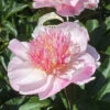 'Do Tell' Peony -Perennials Store 578 Paeonia do tell 1