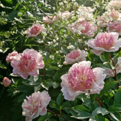 'Do Tell' Peony -Perennials Store 578 Paeonia do tell 5
