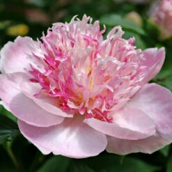 'Do Tell' Peony -Perennials Store 578 Paeonia do tell 8