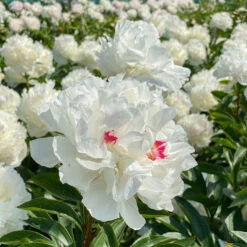 'Festiva Maxima' Peony