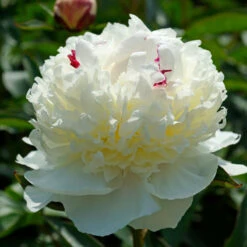 'Festiva Maxima' Peony -Perennials Store 580 Paeonia festiva maxima 5