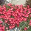 'Jewel Of Desert Ruby' Ice Plant -Perennials Store 582 2239 popup sw