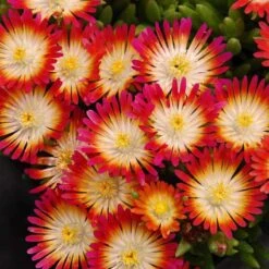 'Jewel Of Desert Ruby' Ice Plant -Perennials Store 582 2241 popup sw