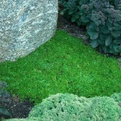 'Jewel Of Desert Ruby' Ice Plant -Perennials Store 582 2242 popup sw