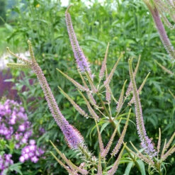 'Fascination' Culver's Root -Perennials Store 583 Veronicastrum fascination 3