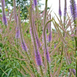 'Fascination' Culver's Root -Perennials Store 583 Veronicastrum fascination 4