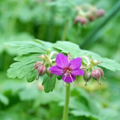 'Bevan's Variety' Cranesbill -Perennials Store 584 Geranium bevans variety 3