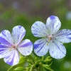 'Delft Blue' Cranesbill -Perennials Store 585 Geranium Delft blue 1