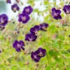 'Raven' Cranesbill -Perennials Store 586 Geranium raven 1