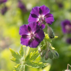 'Raven' Cranesbill -Perennials Store 586 Geranium raven 3