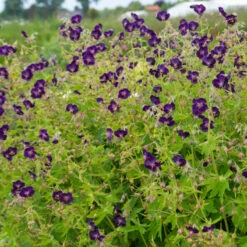 'Raven' Cranesbill -Perennials Store 586 Geranium raven 4