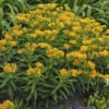 'Hello Yellow' Milkweed 1 'Hello Yellow' Milkweed -Perennials Store 58f0e0acaa4e217597a9c56d8c0934f5