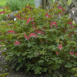 Valentine® Bleeding Heart -Perennials Store 594DicentraspectabilisVALENTINE 2