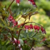 Valentine® Bleeding Heart