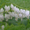 White Bleeding Heart -Perennials Store 597Dicentraspectabilis Alba 1