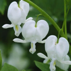 White Bleeding Heart -Perennials Store 597Dicentraspectabilis Alba 3