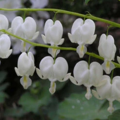 White Bleeding Heart -Perennials Store 597Dicentraspectabilis Alba 4