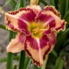 Rainbow Rhythm® 'Lake Of Fire' Daylily -Perennials Store 5c28f919c16092e28cb6666fdbdf3a24