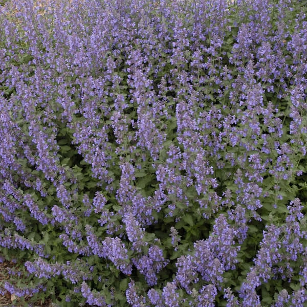 Walker's Low Catmint 5 Walker's Low Catmint - Image 3