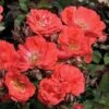 Coral Drift® Rose -Perennials Store 602 2512 popup sw