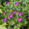 'Max Frei' Bloody Cranesbill -Perennials Store 604 Geranium max frei 1