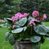 'Miss Piggy' Pigsqueak -Perennials Store 605Bergenia MissPiggy 1
